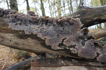 Gallertpilz auf abgestorbenem Baumstamm