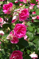 薔薇