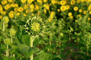 closeup of sunflower bud