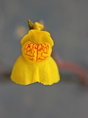 Bl&uuml;te des Gew&ouml;hnlichen Wasserschlauchs (Utricularia vulgaris) 
