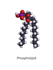 Phospholipid