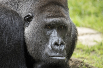 Gorilla