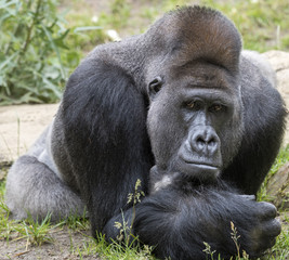 Gorilla