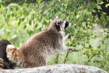 Naklejka premium Waschbär