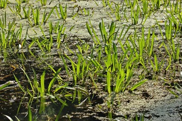 Teich mit Krebsschere (Stratiotes aloides) 
