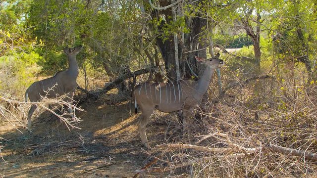 Two Famale Kudus Eating Under a Tree on a Sunny Day in their Natural Habitat of South Africa's Kruger National Park