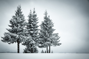 Obraz premium christmas background of snowy winter landscape