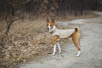 Portrait of a Basenji dog