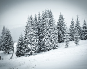 christmas background of snowy winter landscape