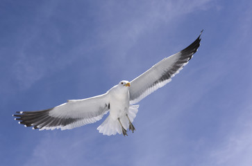 Seagull