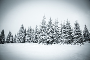 christmas background of snowy winter landscape