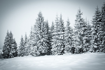 christmas background of snowy winter landscape