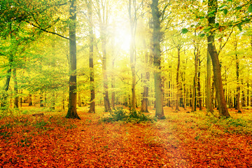 Obraz premium herbstlicher Laubwald mit Sonnenlicht