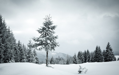 christmas background of snowy winter landscape