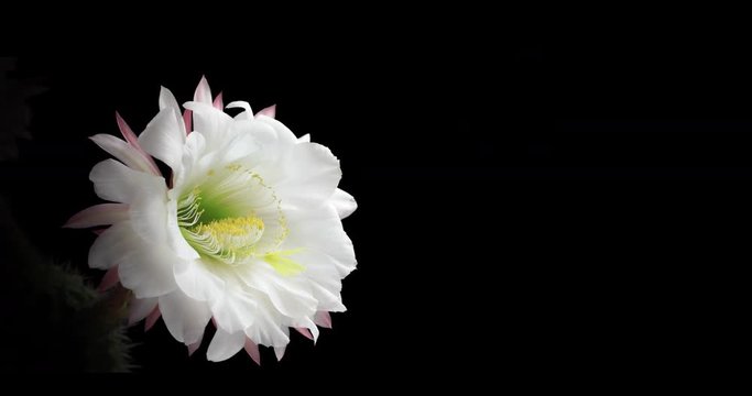 Beautiful Blooming Cactus Flower. Life cycle time lapse of this cactus which blooms once a year for 24 hours. Copy space.