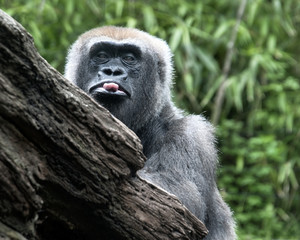 Sticking my tongue out