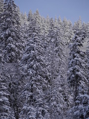 winter landscape fir