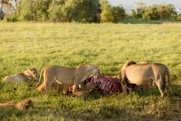 Lions family eating after their hunt. Male lions are eating first although they don't hunt, then females. Cubs are ignored.