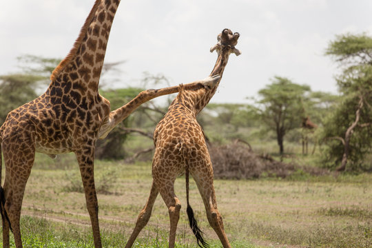 Giraffes measuring themselves, playing and training for neck fights