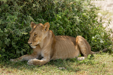 Ill hurt lioness resting in the African savanna