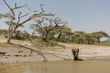 Young male elephant with his ivory cut, drinking water in the African savanna
