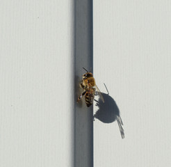 Bee sitting on a white sheet of iron. Bee basking in the sun
