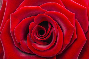 red rose , floral background