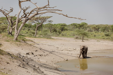 Young male elephant with his ivory cut, drinking water in the African savanna
