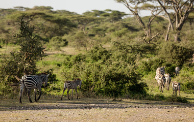 Fototapeta na wymiar Zebras in their natural habitat, natural reservation park, Kenya, Africa