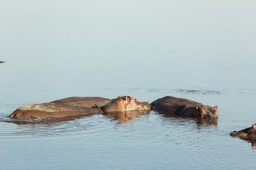 African hippopotamus family swimming in a red lake in Serengeti national park