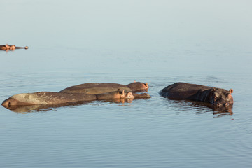 African hippopotamus family swimming in a red lake in Serengeti national park