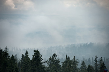 Mountain forest covered by fog