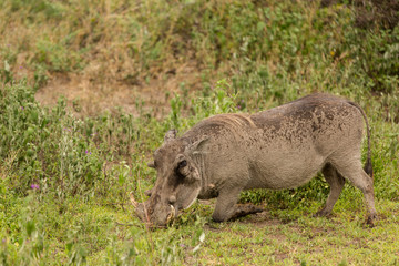 Naklejka na ściany i meble Warthog looking for food in the african savannah 