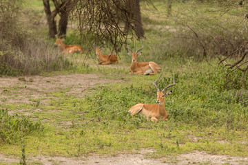 Impala family in their natural environment, natural park