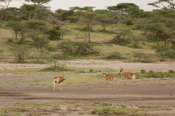 Naklejka na ściany i meble Impala family in their natural environment, natural park