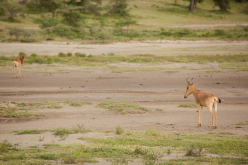 Impala family in their natural environment, natural park