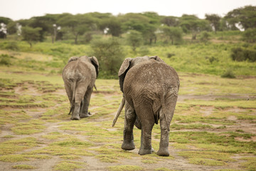 Obraz premium Migrating couple of elephants hunted for their ivory. African savanna during rainy season