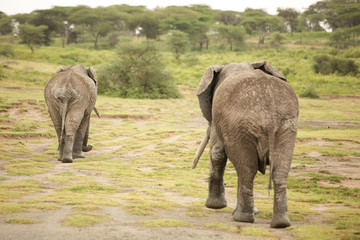 Fototapeta na wymiar Migrating couple of elephants hunted for their ivory. African savanna during rainy season