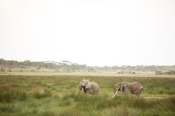Naklejka na ściany i meble Migrating couple of elephants hunted for their ivory. African savanna during rainy season