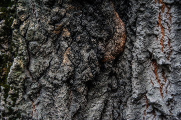 very old wood tree background vintage