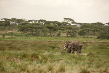Migrating couple of elephants hunted for their ivory. African savanna during rainy season