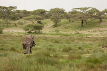 Migrating couple of elephants hunted for their ivory. African savanna during rainy season