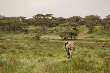 Obraz premium Migrating couple of elephants hunted for their ivory. African savanna during rainy season