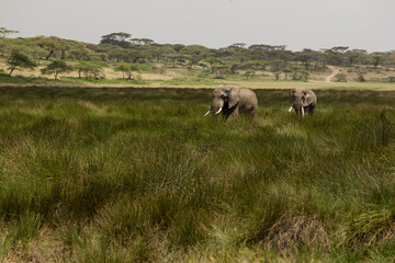 Fototapeta premium Migrating couple of elephants hunted for their ivory. African savanna during rainy season
