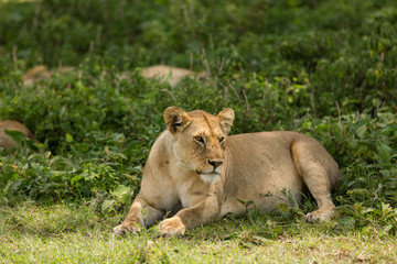 Plakat Family of lions resting in the shade lioness napping after meal