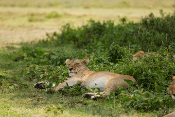 Group of male and female lions resting under a tree after lunch