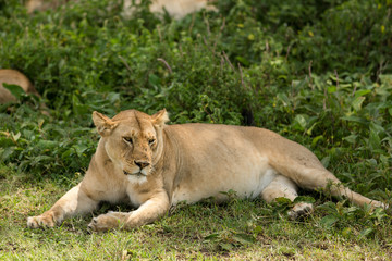 Beautiful lioness resting with the family under a tree after lunch