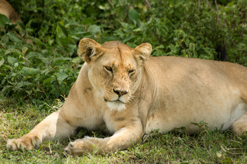 Fototapeta na wymiar Beautiful lioness resting with the family under a tree after lunch
