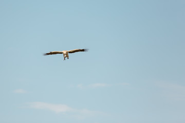 Fototapeta na wymiar Large vulture flying over a fresh corps
