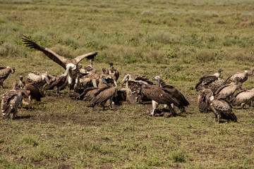 Different species of vultures and hawks fighting for food on a fresh corps, safari in Africa